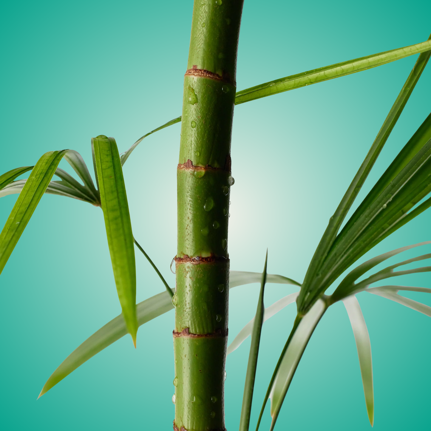 Bamboo close-up inspired by Purito Mighty Bamboo Panthenol Cream – pure, green skincare hydration